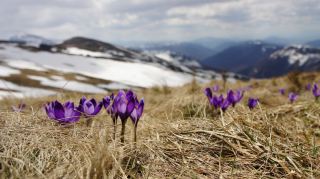 Service like a gentle spring breeze, silently nourishing and exuding true elegance—rooted in an almost obsessive dedication to detail, yet never letting you perceive what lies behind.