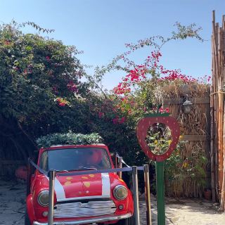 Strawberry Farm in Taif.