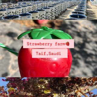 🍓 Strawberry Farm ที่ทาอีฟฟาร์ม