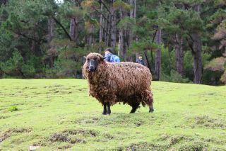 🦌🌿 Staglands Wildlife Reserve (Wellington): สัมผัสสัตว์น่ารักแบบ Close-up ในฟาร์มธรรมชาติสุดอบอุ่น