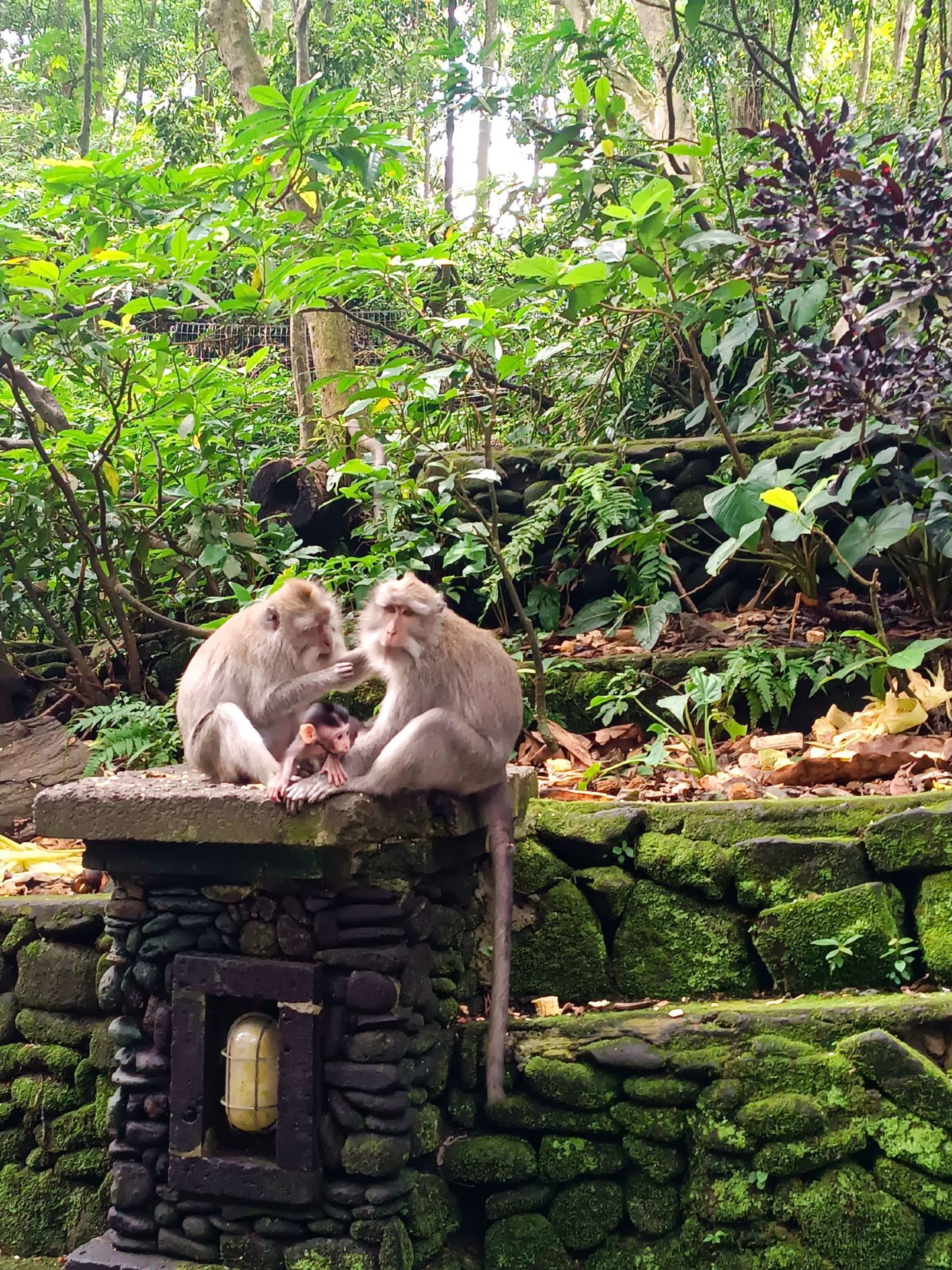 Ubud: The One Place I Will Always Return To 🐒🌿