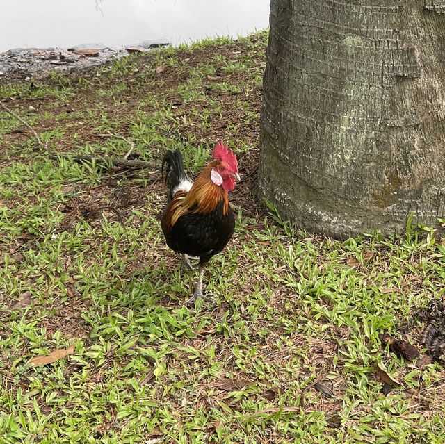 Bishan-AMK park