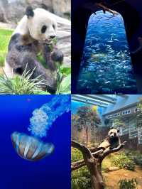 比港迪還好玩的🐬香港海洋公園買一送一啦‼️ 