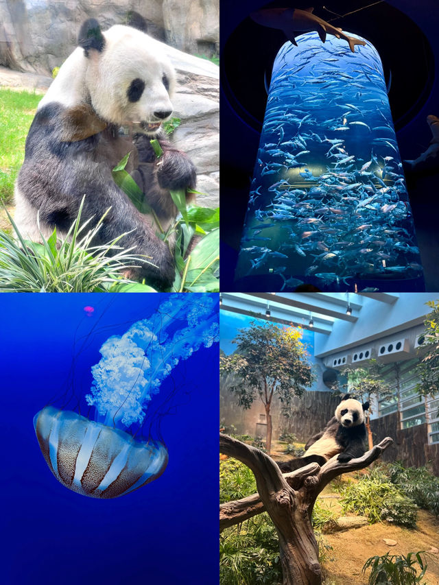 比港迪還好玩的🐬香港海洋公園買一送一啦‼️ 