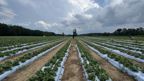 夏季農場多倫多好去處 — traveler post in 錫姆科縣