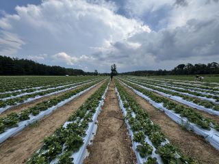 Awesome Summer Farm Getaway Near Toronto.