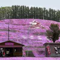 日本最後秘境—北海道的粉紅地毯/東藻琴芝櫻公園
