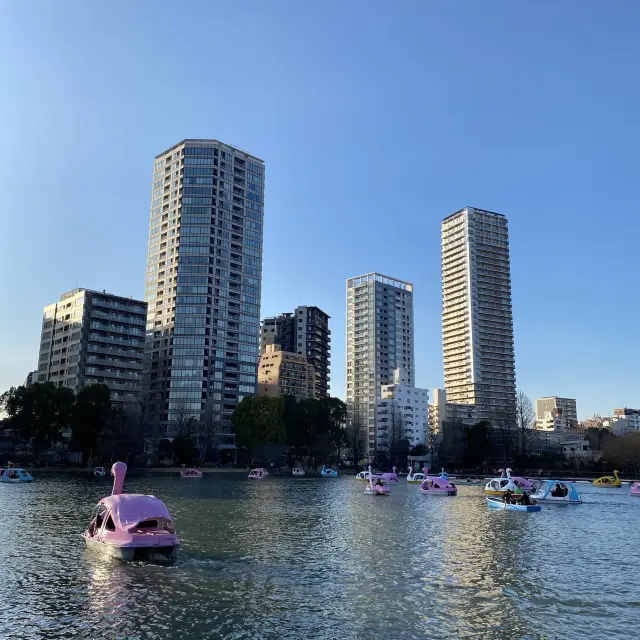 Paddle boats tour in Shinobazu Pond (Tokyo)