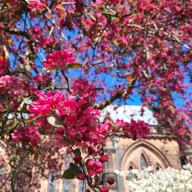 🌺春天的櫻花聖堂🌸Chester Cathedral