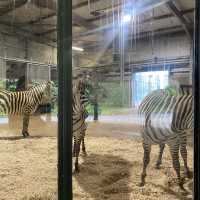 아일랜드 더블린 동물원, Dublin Zoo