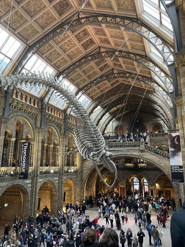 Visit the Natural History Museum! 🐒🌴 