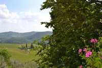 Vineyards and Vistas in Tuscany