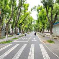 Architectural and Natural Canopy: A Journey of Tranquility 