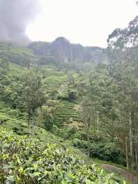 Munnar’s Misty Enchantment
