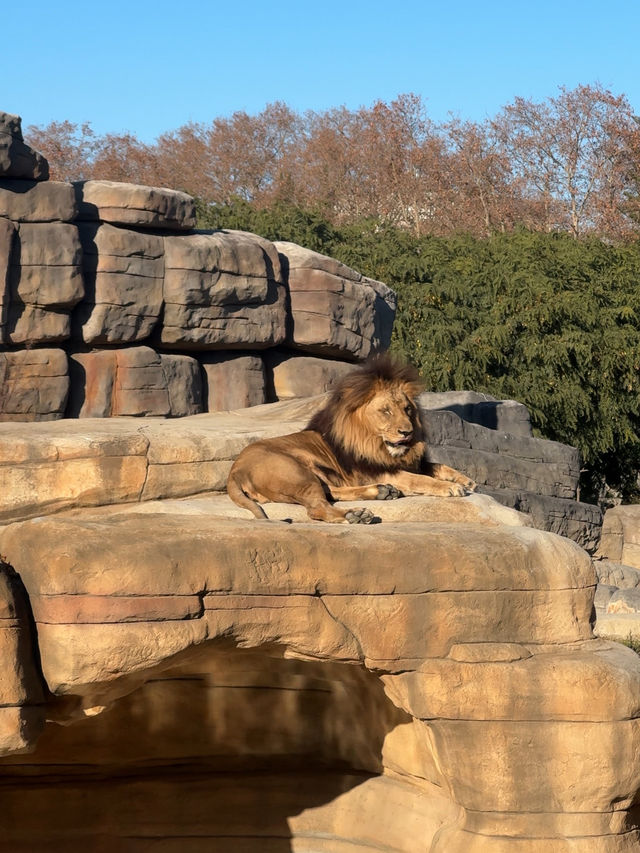 Safari Serenity at Barcelona Zoo! 🦩