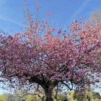 Spring into Bloom