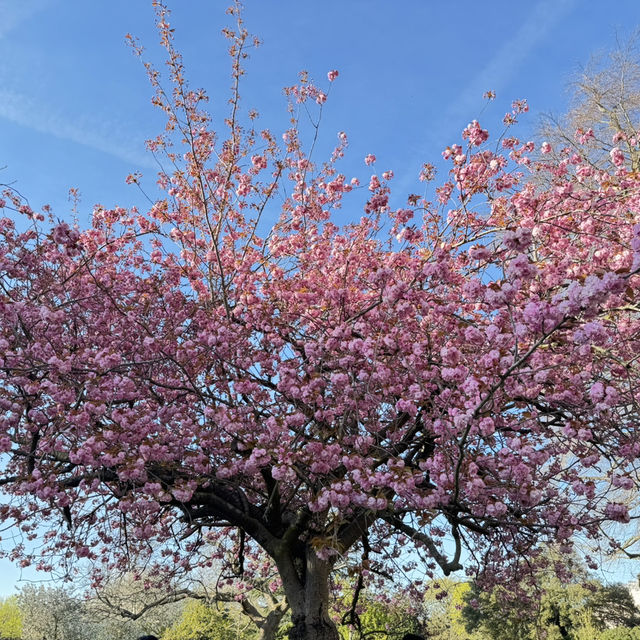 Spring into Bloom