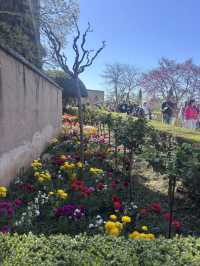 🌸🌸🌸 Granada is blooming beautiful 🌸🌸🌸