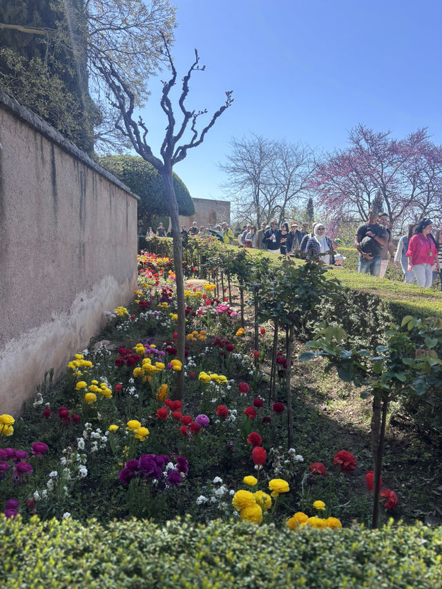 🌸🌸🌸 Granada is blooming beautiful 🌸🌸🌸