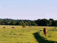Into the Wild: A Day Trip from Southampton to the New Forest