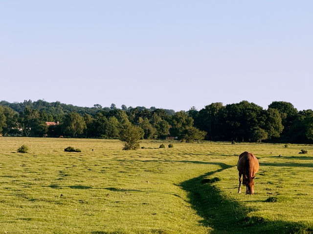 Into the Wild: A Day Trip from Southampton to the New Forest