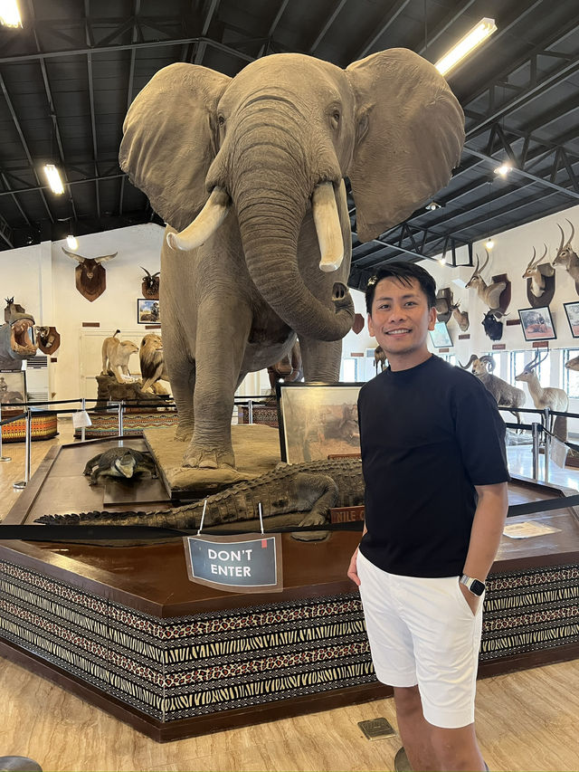🦁🌿 Vigan Safari Adventure – Where the Wild Roars in the North! 🌿🦓