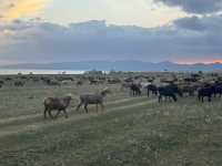 Wild Encounters: A Kyrgyzstan Summer Adventure