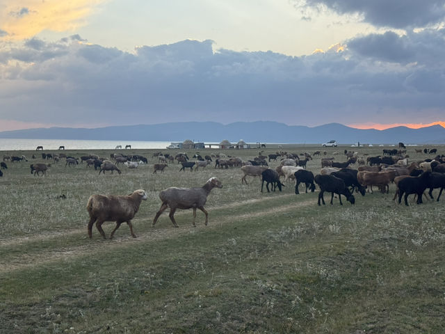 Wild Encounters: A Kyrgyzstan Summer Adventure