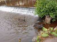 Highlights of my recent visit to Dawlish 