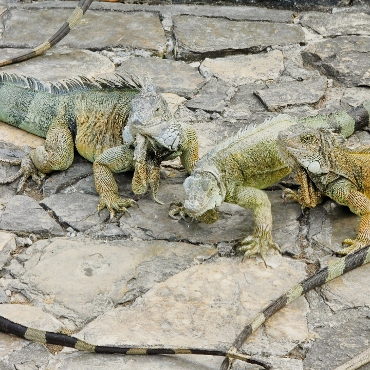 สวนอีกัวน่าชื่อดังของกัวยากิล 🦎🌴