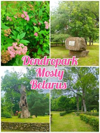 🌳 Dendropark in Mosty: My Walk Through the Mikhailovka Tract