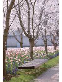 Niche Cherry Blossom Viewing Spot 