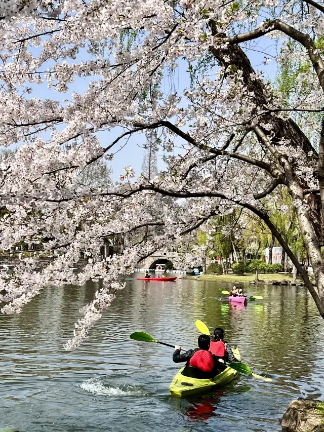 【蘇州】桜の名所でカヤックに乗れるしガチョウも間近で見られる公園「東園」