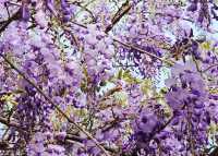 Hong Kong Flower Appreciation | Beautiful blooming of Wisteria at Shenzhen's Qingkuai Tang