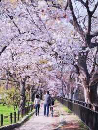 Latest cherry blossom viewing guide in Osaka, Japan, don't just go to Osaka Castle Park foolishly.