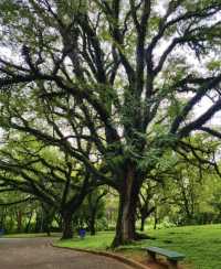 São Paulo · Ibirapuera Park