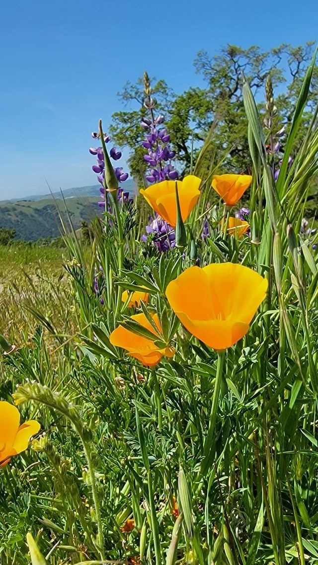 USA Outdoor Hiking | Sunol Town, San Francisco