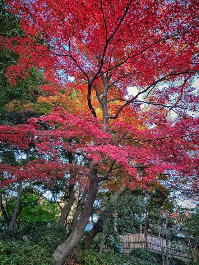 日本- 小石川後樂園-紅葉