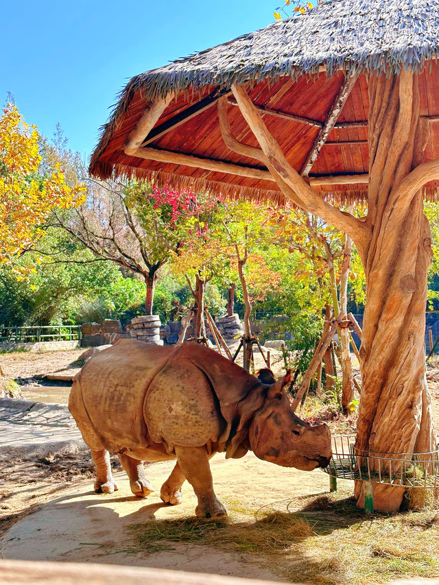 上海野生動物園一日遊超詳細攻略，碼