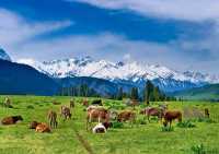伊犁河谷——新疆的養牛天堂