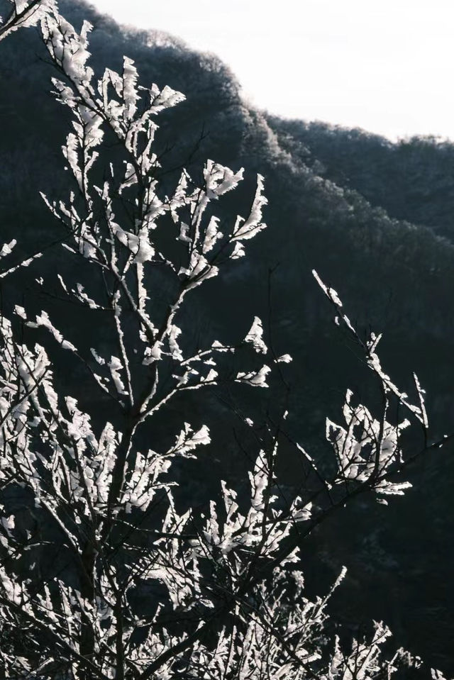 不是東北的霧淞去不起，而是這裡的海上霧淞雲海更美麗！