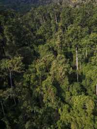 挑戰熱帶雨林探秘｜西雙版納望天樹景區一遊