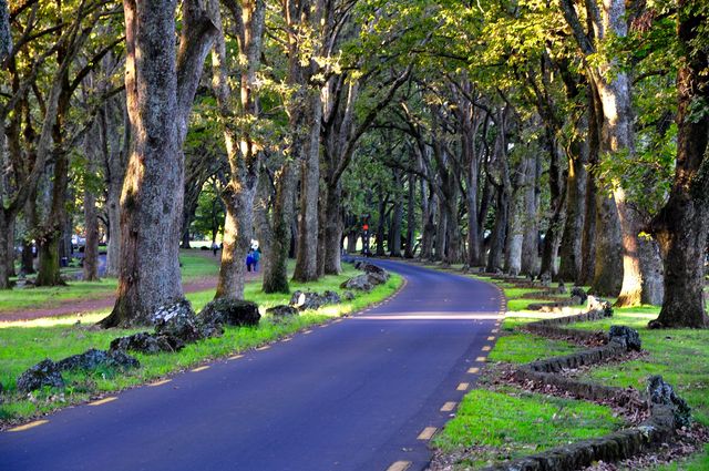 新西蘭北島———樹山和火山口