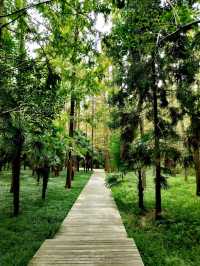 上海崇明島—東平森林公園