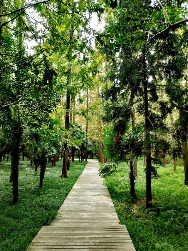 上海崇明島—東平森林公園