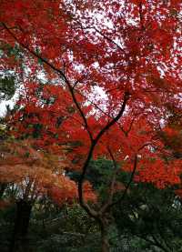 古漪園 -上海五大古典園林之一