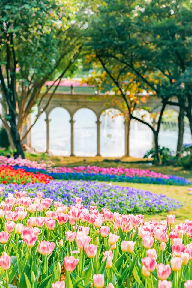 在廣州鬱金香開好啦比莫奈花園還要美