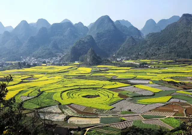 Xingyi rapeseed flowers, an incomparable fragrance