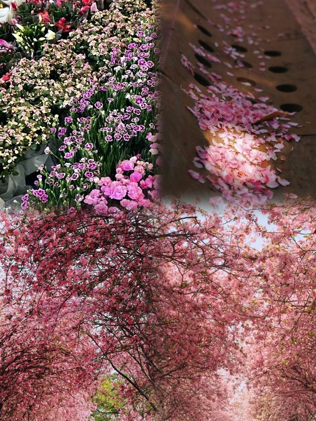 昆明春遊記|花開盛景，與春相約