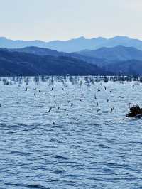 聽說這裡是保定洱海分海